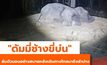 “พังดัมมี่”นอนสบายคืนแรกที่ศูนย์อนุรักษ์ช้างลำปาง