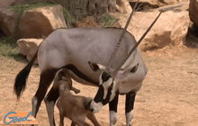 เปิดตัวลูกออริกซ์ สมาชิกใหม่สวนสัตว์ขอนแก่น