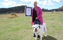 “โมชิ” สุนัขที่มีลิ้นยาวที่สุดในโลก