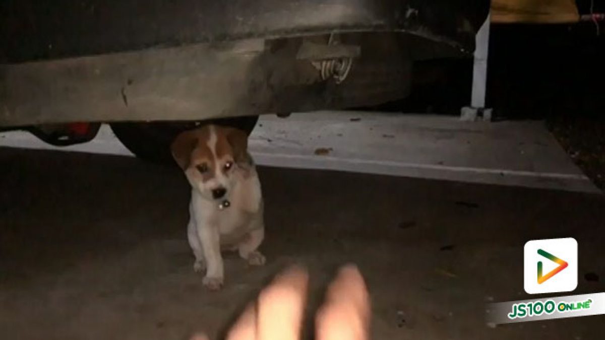 พ่อนั่นแหละมานี่!! “มะระ” ลูกสุนัขสุดน่ารัก กวักมือยิกๆ หลังเจ้าของเรียกให้ออกมาจากใต้รถ (05/09/2019)