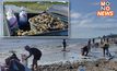 งานนี้เก็บกันเพลิน! “หอย” หลายชนิดเกยตื้นชายหาดท่าพญาเพียบ