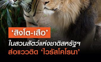 ‘สิงโต-เสือ’ ในสวนสัตว์แห่งชาติสหรัฐฯ ส่อแววติด ‘ไวรัสโคโรนา’