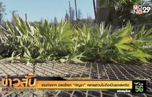 ราชกิจจาฯ ปลดล็อก “กัญชา” หลายส่วนไม่ถือเป็นยาเสพติด