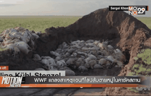 WWF แถลงสาเหตุแอนทีโลปล้มตายหมู่ในคาซัคสถาน
