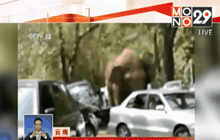 ช้างป่าหลุดเข้ามาในเมืองทางตอนใต้ของจีน