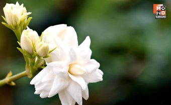 “วันแม่” ไม่คึกคัก ยอดขายดอกไม้ลด 50% เซ่นพิษเศรษฐกิจ