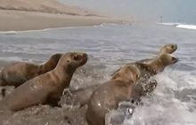 กลุ่มอนุรักษ์เปรูปล่อยสิงโตทะเลกลับสู่ธรรมชาติ