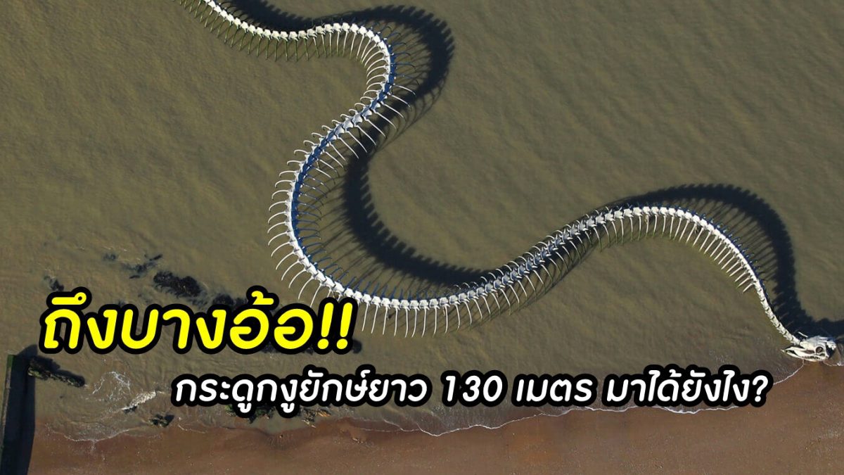 ถึงบางอ้อ! กระดูกงูยักษ์ยาว 130 เมตร มาได้ยังไง?