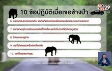 อุทยานฯเตือน 10 ข้อเมื่อเจอ “พี่ดื้อ” ช้างป่าเขาใหญ่