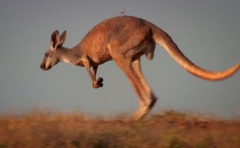 Wild Moment – Tradition 1
