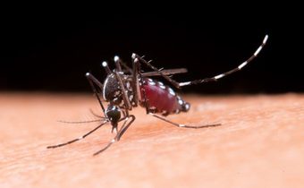 รู้จัก โรคไข้มาลาเรีย เกิดจากยุงก้นปล่อง ที่ชอบกัดคนเวลาพลบค่ำ ตอนดึก และเช้าตรู่
