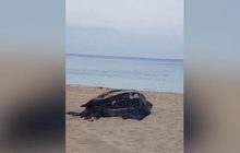 “เต่ามะเฟือง”ขึ้นมาวางไข่ หน้าหาดในทอน จ.ภูเก็ต