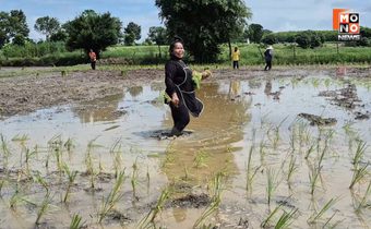 เปิดชีวิต “เจ้อ๋อ 90 ล้าน” เงินหมดมารับจ้างดำนาวันละ 300 บ. ลั่น ขอเป็นโสดที่โคตรมีความสุข