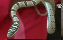 ชาวบ้านพบงูบินได้ในอินเดีย