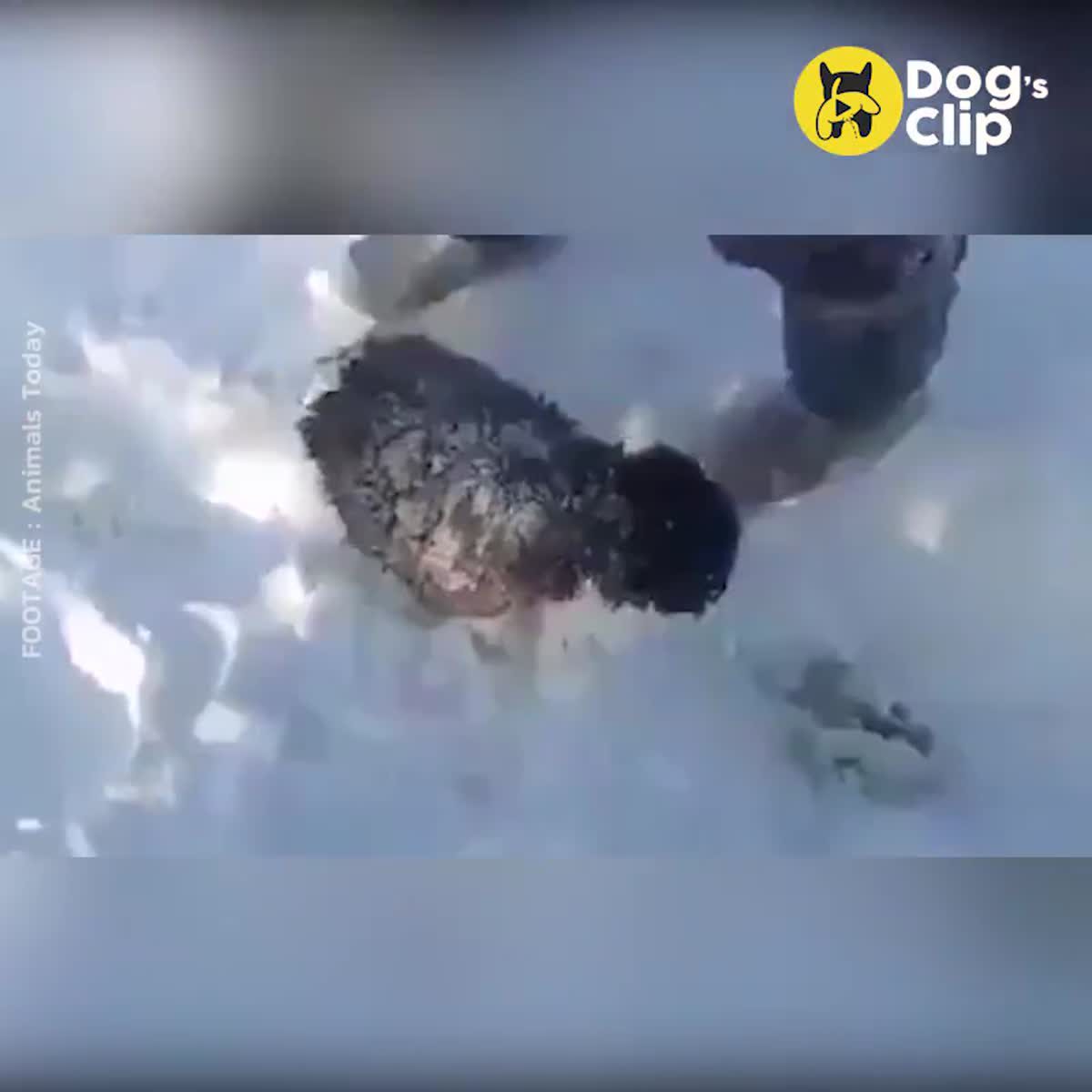 เกือบไม่รอด!! น้องหมาติดกองหิมะหวิดถูกแช่แข็ง โชคดีหนุ่มพบเร่งช่วย