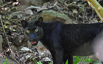 พบ “เสือดำ” พร้อมลูกน้อย เดินเล่นโชว์ตัวในป่าแก่งกระจาน