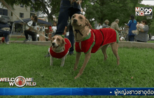 เดินแบบสุนัขชุดคริสต์มาสในเปรู