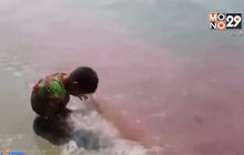 ปรากฏการณ์น้ำทะเลหาดบางแสนเป็นสีชมพู
