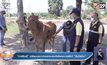 “กาฬสินธุ์” เตรียมประกาศเขตประสบภัยโรคระบาดสัตว์ “ลัมปีสกิน”