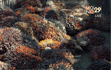 ร้องรัฐช่วยแก้ปัญหาราคาปาล์มน้ำมันตกต่ำ