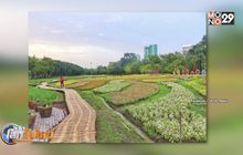 “ทุ่งดอกบานชื่น” บานสะพรั่ง กลางสวนรถไฟ