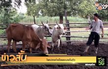 โรคปากเท้าเปื่อยระบาดในวัว
