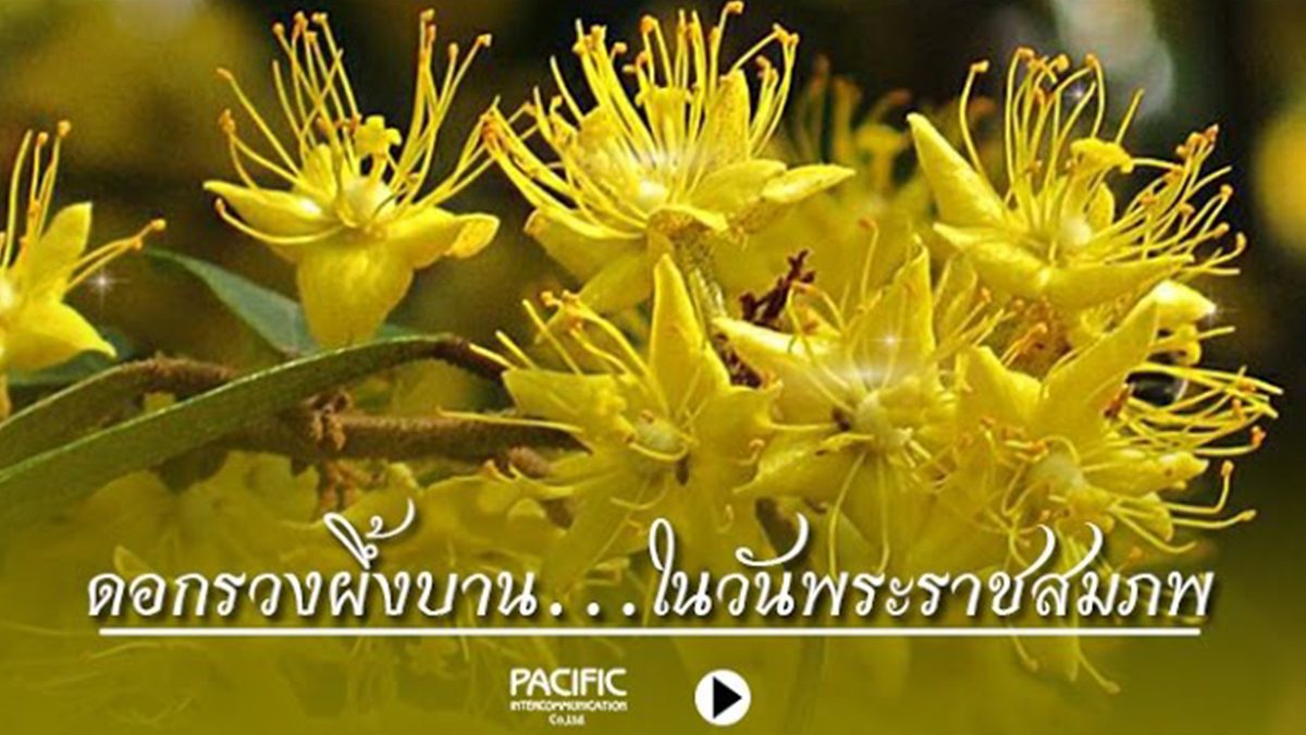 ต้นรวงผึ้งบาน...ในวันพระราชสมภพ - รัชกาลที่ 10