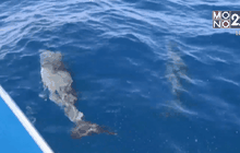 ตื่นตา โลมาปากขวด 10 ตัวเล่นน้ำโต้คลื่นเกาะตาชัย