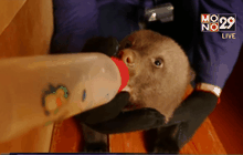 รัสเซียปล่อยลูกหมีกำพร้ากลับสู่ป่า