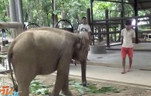 เร่งรักษา พังมาลี หลังกินดินเกินขนาด