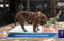 ผลงานศิลปะเสือเบงกอล ร่วมกับน้องอนุบาล