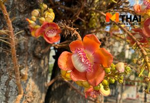 ต้นสาละเกี่ยวอะไรกับพระพุทธเจ้า ความจริงของไม้มงคลในพุทธประวัติ