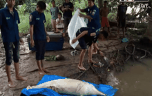 พบซากโลมาตายหาดราไวย์ จ.ภูเก็ต