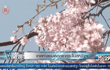 เทศกาลชมดอกซากุระในสหรัฐฯ