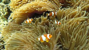 ทะเลใสๆ ปะการังน้ำตื้นสวยๆ ที่หมู่เกาะอาดัง-ราวี อุทยานแห่งชาติตะรุเตา