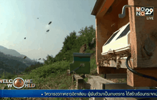 เทคโนโลยีตรวจสอบรังผึ้ง