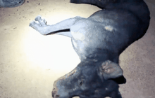 สอบทำร้ายสุนัขจรจัดในโครงการคอนโดฯ ย่านพัทยา