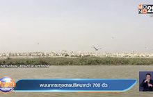 พบนกกระทุงตายปริศนากว่า 700 ตัว