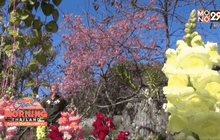 นักท่องเที่ยวแห่ชมดอกไม้เมืองหนาว