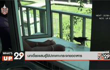 นกเอี้ยงแสนรู้ใช้ปากเคาะกระจกขออาหาร