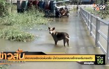 ลำตะคองยังเอ่อล้นตลิ่ง น้ำท่วมเขตเทศบาลโคราชเริ่มทรงตัว