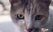 Movie Review : Kedi เมืองแมว