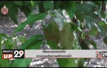 เลี้ยงมดแดงขายไข่ ช่วงฤดูแล้งช่วยสร้างรายได้