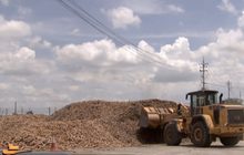 เคาะประกันรายได้ผู้ปลูกมันสำปะหลัง