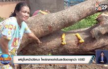 แห่ดูใบหน้าปริศนา โผล่กลางลำต้นสะตืออายุกว่า 100ปี