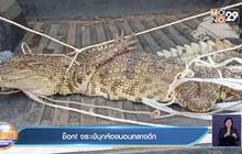 ช็อก! จระเข้บุกห้องนอนกลางดึก