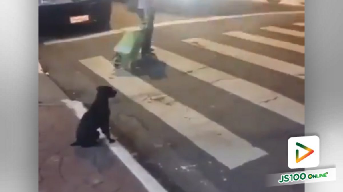สุนัขแสนรู้ รอสัญญาณไฟเขียวเพื่อข้ามถนน (30-1-61)