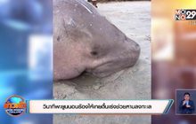 วินาทีพะยูนนอนร้องไห้เกยตื้นเร่งช่วยหามลงทะเล