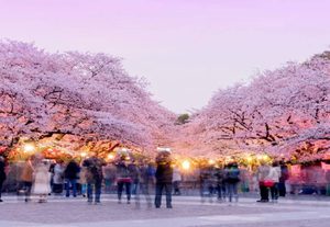 ทัวร์โตเกียว 2026: เปิดลิสต์ 7 พิกัดชมซากุระยอดฮิต จาก Travelzeed