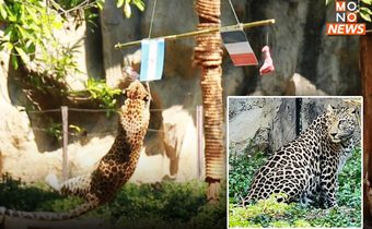 “การ์ฟิว” เสือดาวสวนสัตว์นครราชสีมา ตะปบชิ้นเนื้อเลือก “อาร์เจนตินา” คว้าแชมป์ “ฟุตบอลโลก 2022”